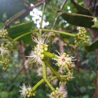 <i>Syzygium alubo</i>  Kosterm.